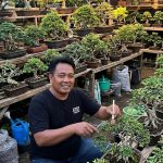 Jasa Bonsai Profesional di depok | Koleksi Bonsai Premium Erwin Flora